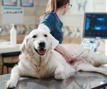 3D Imaging & Pet Diagnostics: What You Should Know
