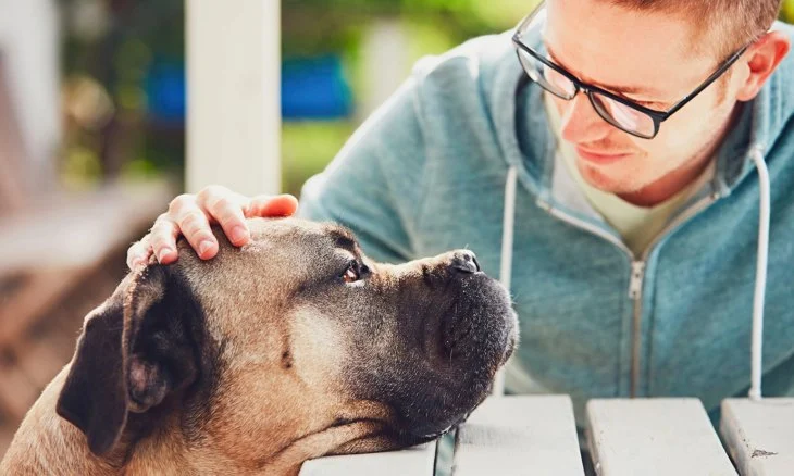 The Mental Health of Pets: Signs They Need Emotional Support