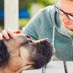 The Mental Health of Pets: Signs They Need Emotional Support