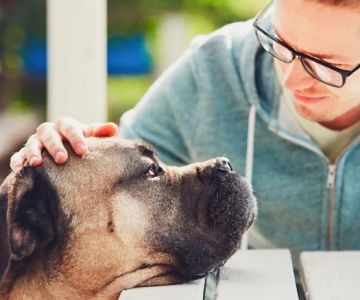 The Mental Health of Pets: Signs They Need Emotional Support