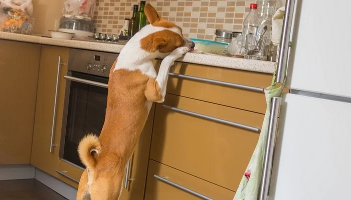 How to Pet-Proof Your Home: Safety Tips for Every Room