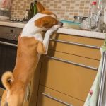 How to Pet-Proof Your Home: Safety Tips for Every Room