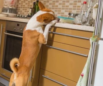 How to Pet-Proof Your Home: Safety Tips for Every Room
