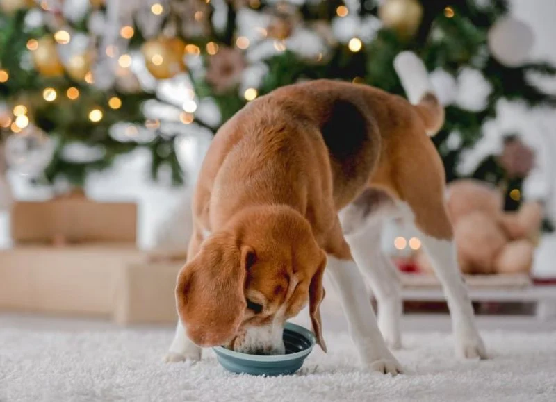 Managing Resource Guarding Behavior in Dogs: Practical Solutions for Pet Owners