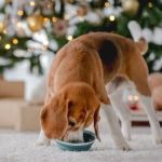 Managing Resource Guarding Behavior in Dogs: Practical Solutions for Pet Owners