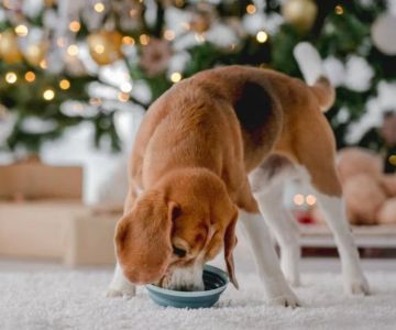 Managing Resource Guarding Behavior in Dogs: Practical Solutions for Pet Owners