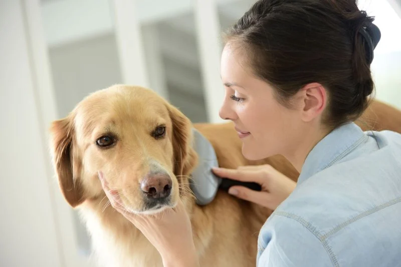 Long-Term Care for Pets with Chronic Disease: Essential Tips for Ongoing Health