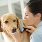Long-Term Care for Pets with Chronic Disease: Essential Tips for Ongoing Health