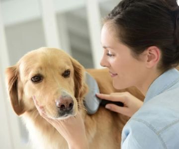 Long-Term Care for Pets with Chronic Disease: Essential Tips for Ongoing Health