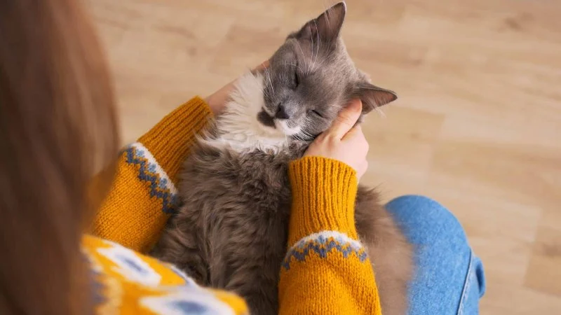 Managing Chronic Conditions in Pets: Essential Diet, Medication & Lifestyle Tips