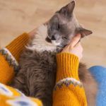Managing Chronic Conditions in Pets: Essential Diet, Medication & Lifestyle Tips