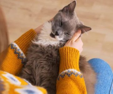 Managing Chronic Conditions in Pets: Essential Diet, Medication & Lifestyle Tips