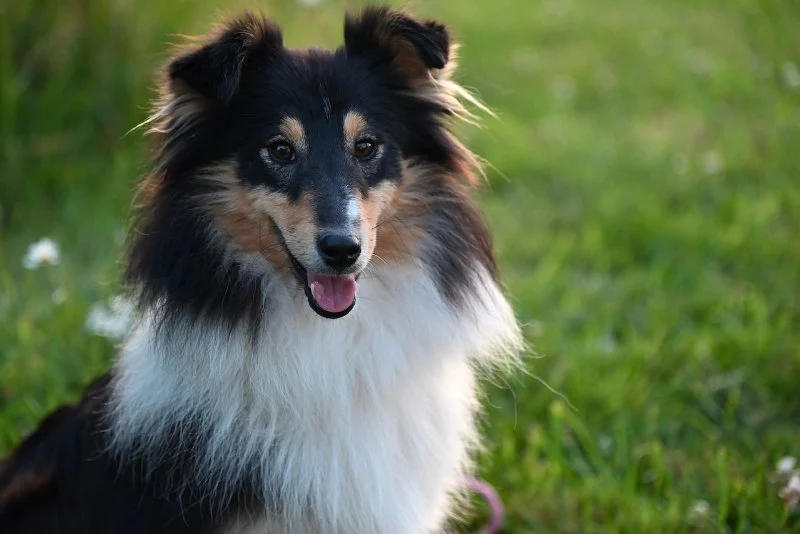 Genetic Testing for Pets: What You Can Learn & What’s Useful