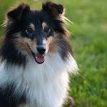 Genetic Testing for Pets: What You Can Learn & What’s Useful