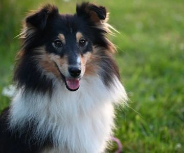 Genetic Testing for Pets: What You Can Learn & What’s Useful