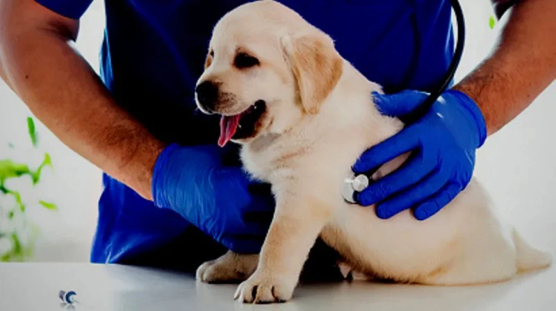 What Breed-Specific Health Issues You Should Be Aware Of