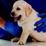 What Breed-Specific Health Issues You Should Be Aware Of