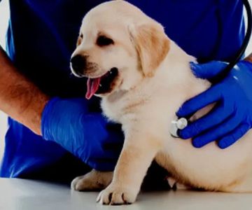 What Breed-Specific Health Issues You Should Be Aware Of