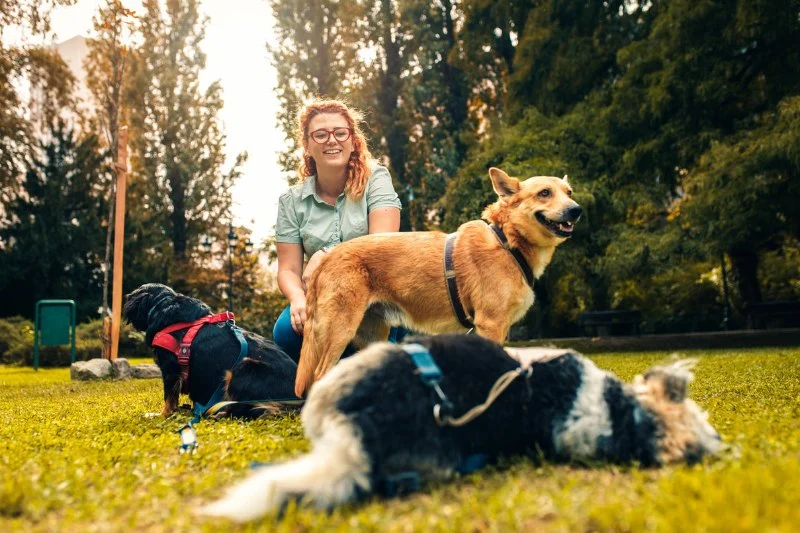 How to Train a Service Dog: Basics & Considerations