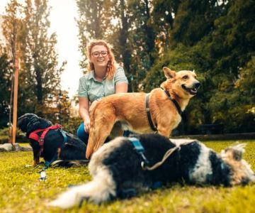 How to Train a Service Dog: Basics & Considerations