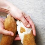 The Psychology Behind Pet Bonding: What Science Reveals