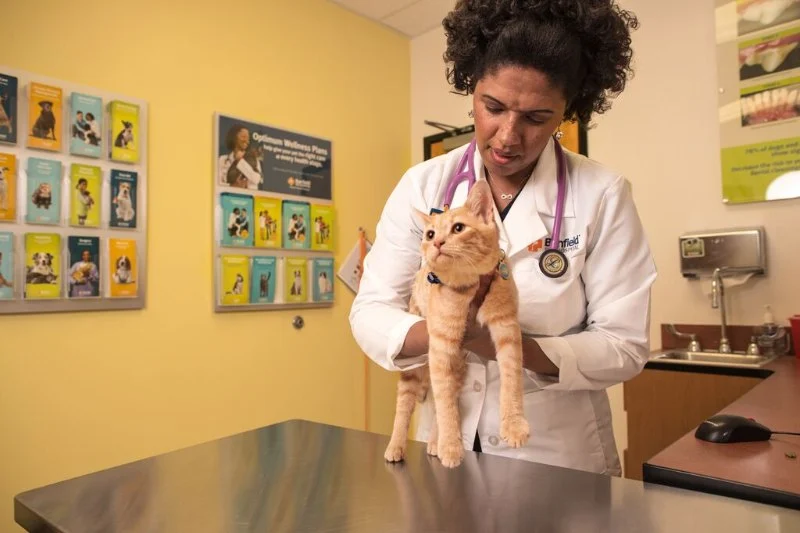 How AI & Data Are Transforming Preventive Pet Health Care