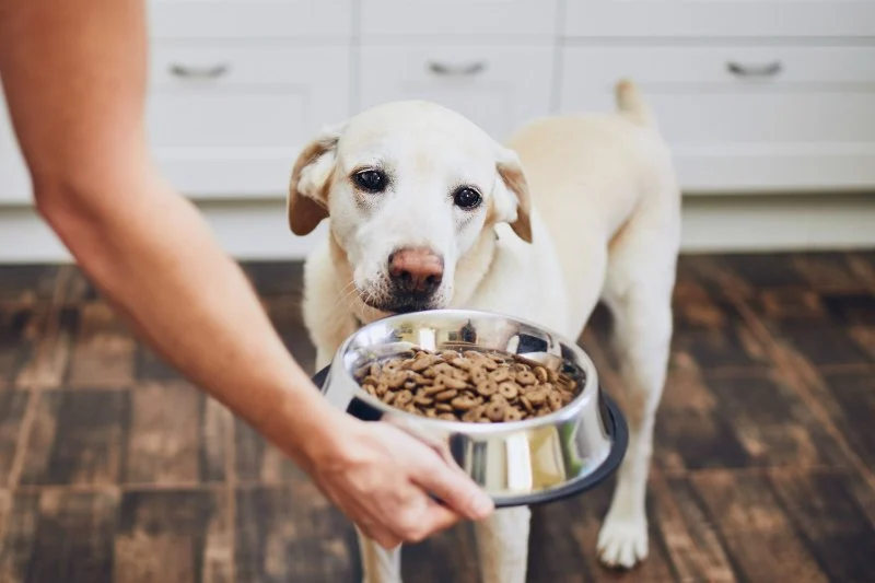 How to Transition a Senior Pet to Easier-to-Eat Food
