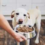How to Transition a Senior Pet to Easier-to-Eat Food