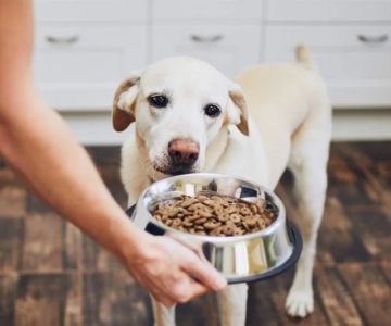 How to Transition a Senior Pet to Easier-to-Eat Food