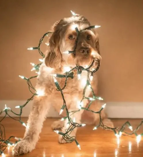 How to Celebrate Pet Holidays: Fun Ideas & Safety Tips