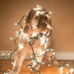 How to Celebrate Pet Holidays: Fun Ideas & Safety Tips