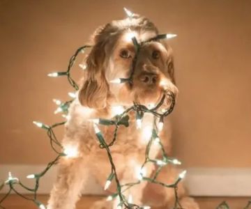 How to Celebrate Pet Holidays: Fun Ideas & Safety Tips