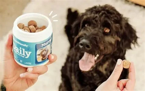 Which Pet Supplements Are Worth the Money (and Which Aren’t)?