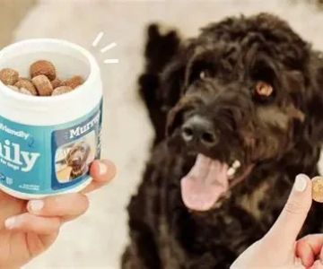 Which Pet Supplements Are Worth the Money (and Which Aren’t)?