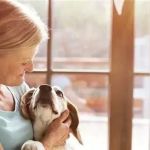 Transitioning Training Methods as Pet Ages: Adapting Techniques for Senior Pets