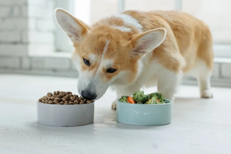 How to Read & Understand Pet Nutrition Labels for Your Pet's Health