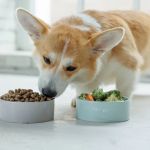 How to Read & Understand Pet Nutrition Labels for Your Pet's Health