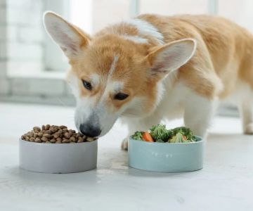 How to Read & Understand Pet Nutrition Labels for Your Pet's Health