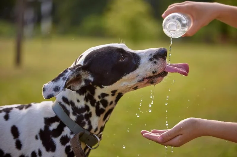 How Heatstroke Affects Pets: Symptoms, Prevention, and Emergency Action