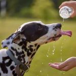 How Heatstroke Affects Pets: Symptoms, Prevention, and Emergency Action