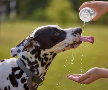 How Heatstroke Affects Pets: Symptoms, Prevention, and Emergency Action