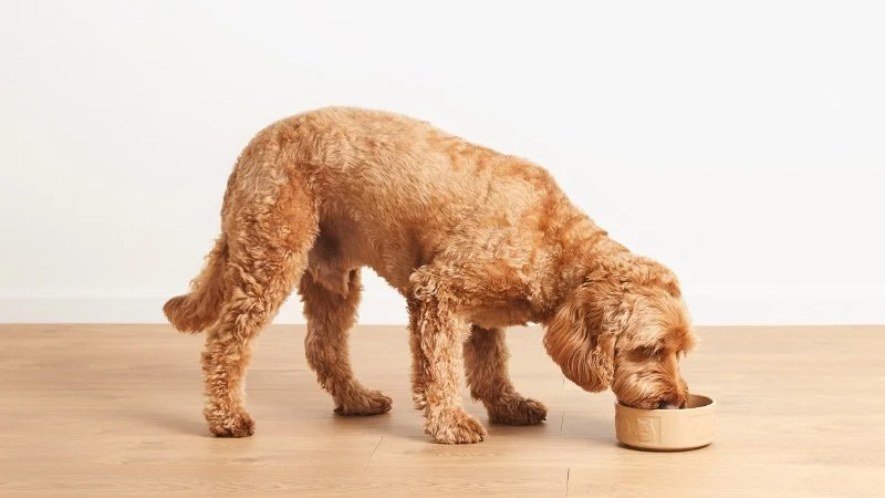 How to Transition a Senior Pet to Easier-to-Eat Food: A Comprehensive Guide