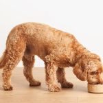 How to Transition a Senior Pet to Easier-to-Eat Food: A Comprehensive Guide