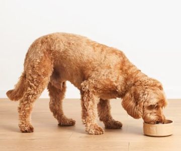 How to Transition a Senior Pet to Easier-to-Eat Food: A Comprehensive Guide