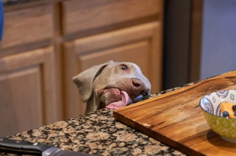 How to Discourage Counter-Surfing in Dogs: Tips and Techniques