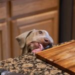 How to Discourage Counter-Surfing in Dogs: Tips and Techniques