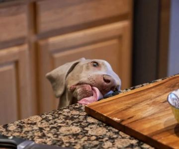 How to Discourage Counter-Surfing in Dogs: Tips and Techniques