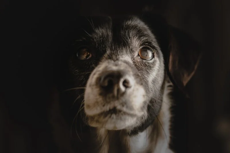 Canine Cognitive Dysfunction: How to Recognize & Manage Pet Dementia in Dogs