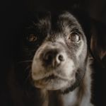 Canine Cognitive Dysfunction: How to Recognize & Manage Pet Dementia in Dogs