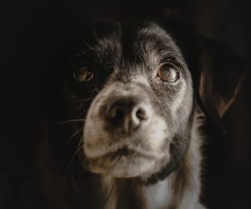 Canine Cognitive Dysfunction: How to Recognize & Manage Pet Dementia in Dogs